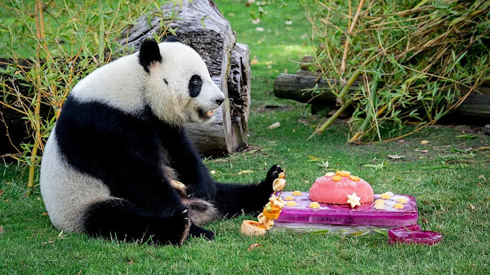 Jin Xi Panda